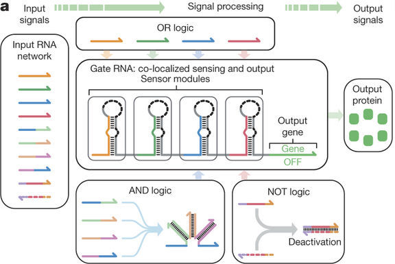 TechBlog: Building synthetic circuits from RNA