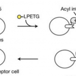 TechBlog: Tell-tale LIPSTIC reveals cell-cell interactions