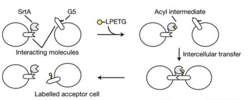 TechBlog: Tell-tale LIPSTIC reveals cell-cell interactions