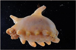 024_sea_pig.jpg