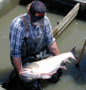 US Supreme Court to act on Asian carp invasion