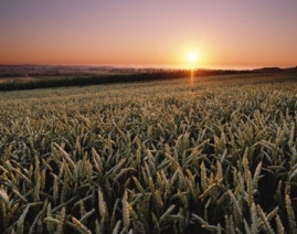 field getty
