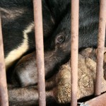Chinese scientists call for an end to bear farming 