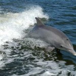 Dolphin genome yields evolutionary insights