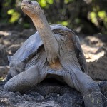 Lonesome George has died, at the age of around 100.