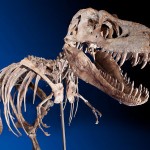 Updated: US Justice Department calls for return of tarbosaur fossil