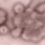 Virologists suspect that the H3N2 variant strain arose from swine strains exhcanging genetic material in a process called reassortment.
