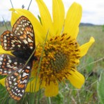 Prisoners are helping in efforts to conserve Taylor's checkerspot butterfly.