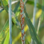 Researchers step up fight against wheat pathogens