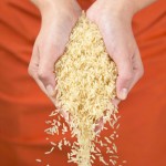 Studies revive concerns about arsenic in US rice