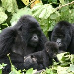Massive shrinkage in African great ape habitat since 1990s