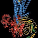 The prize winning receptor (red), shown here bound to a signalling molecule (yellow) and activating a G-protein (red, gold and green).