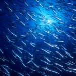 Fish find way around polarization problem