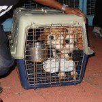 Beagle dogs at the Chennai quarantine facility await transfer to rescue groups.