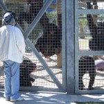 Chimpanzees at the New Iberia Research Center in Louisiana will soon have a new home.