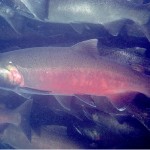 Fish biologists claim political interference over salmon studies