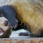 Twists and turns: Researchers use ferrets to assess the transmissibility of H5N1 in mammals.