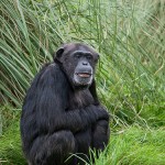 NIH retires most research chimpanzees