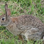 Many rabbits have tails with white undersides that show when they run.