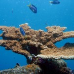 Stony coral in Micronesia.