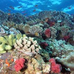 Coral reefs are threatened by ocean acidification.