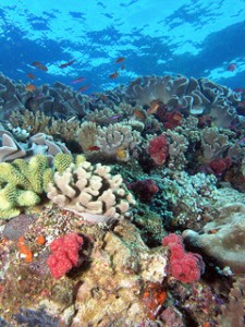 Coral reefs are threatened by ocean acidification.