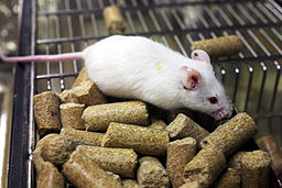 Work still needed to reduce animals in research