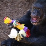 Chimps from controversial lab move to retirement home
