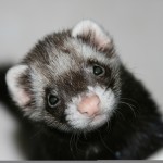 Past research has made the H5N1 virus transmissible in ferrets.