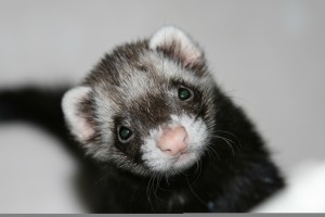 Past research made the H5N1 virus transmissible in ferrets.