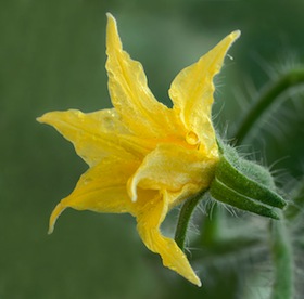 608px-Solanum_lycopersicum_-_Tomato_flower_(aka).jpg