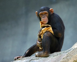 ChimpanzeeAaronLogan.jpg