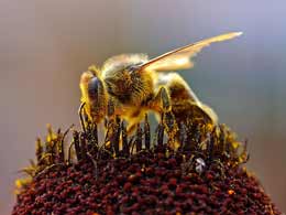 HoneyBees_Collecting_Pollen.jpg