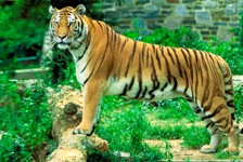 Panthera_tigris_tigris.jpg