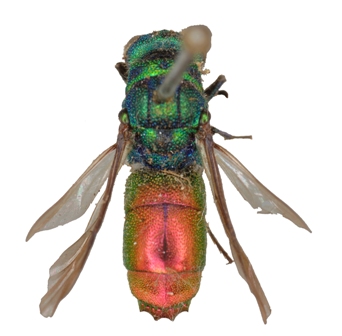 Ruby-tailed wasp JPEG.jpg
