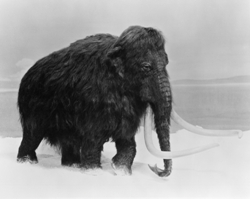 Woolly mammoth.JPG