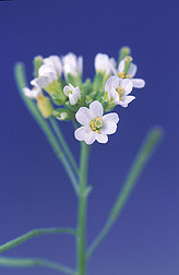 arabidopsis.jpg