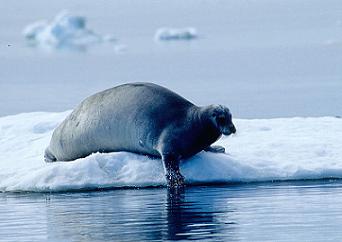 beardedseal.jpg