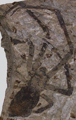 big fossil spider.png