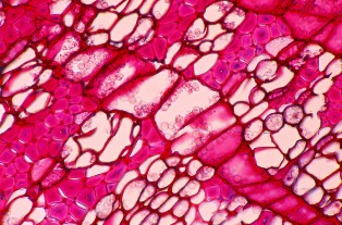 cells-pink.jpg