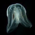 comb_jelly1_h.jpg