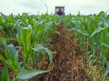 crop-field-maize.JPG