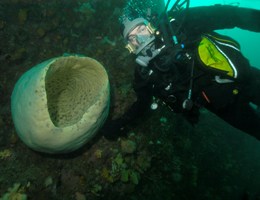 diver_giant_sponge.jpg