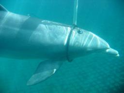 dolphin sonar.jpg