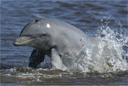 dolphin260.jpg