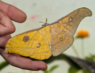 dual sex moth NHM.JPG