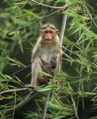 macaque.JPG
