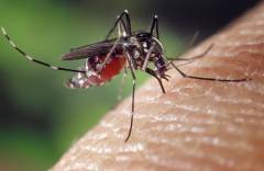 mosquito240.jpg