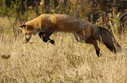 mousing fox.JPG