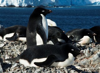 penguins11.jpg